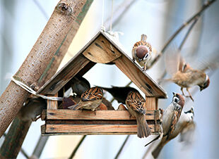 Februar 2017 ist Monat der Vogelfütterung