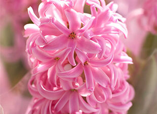 Pflanzen des Monats Februar 2017