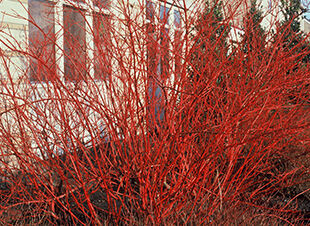 Der Ziergarten im Februar - der Winter muss nicht grau sein 