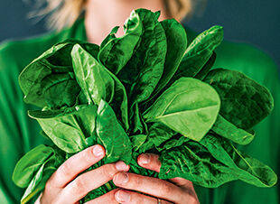 Farbe fürs Leben - grünes Licht für Spinat, Melde, Kohl und Co.