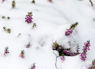 Pflanze des Monats Januar 2017