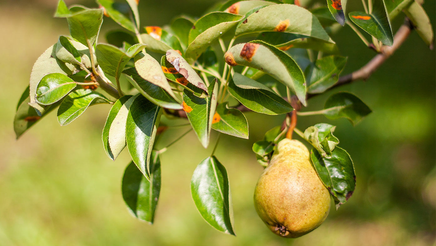 Birnengitterrost – was tun?