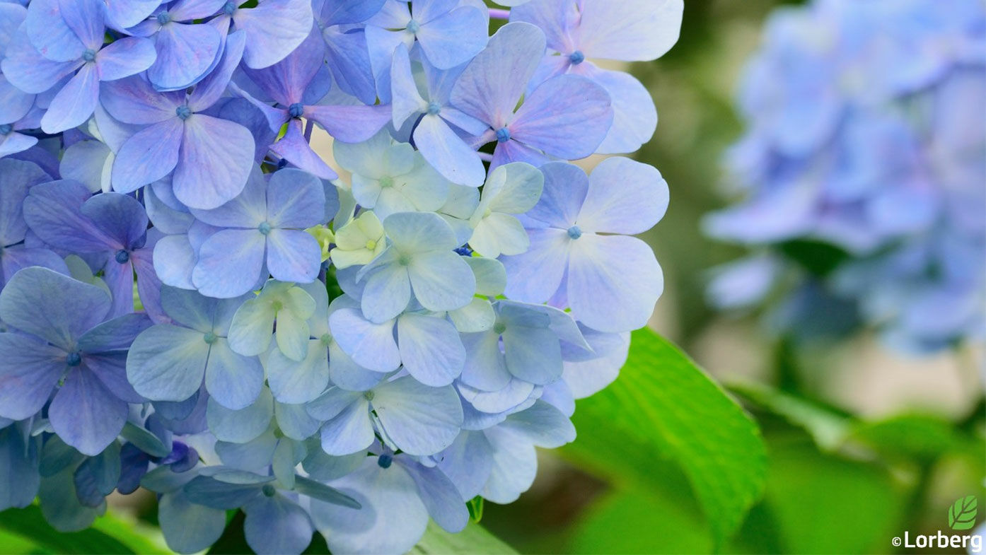 Gartentipp im Mai