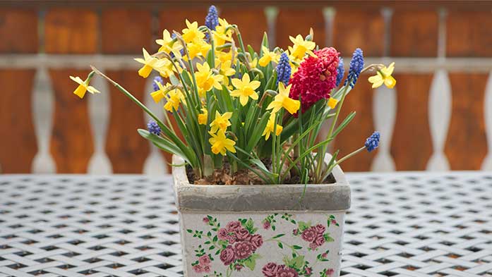 Die faszinierende Welt der Blumenzwiebeln