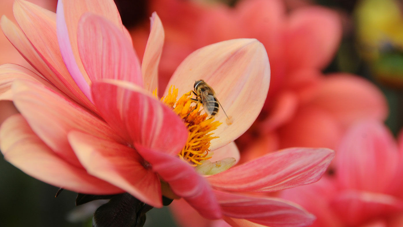 Dahlien – jetzt Powerblüher für Bienen pflanzen 