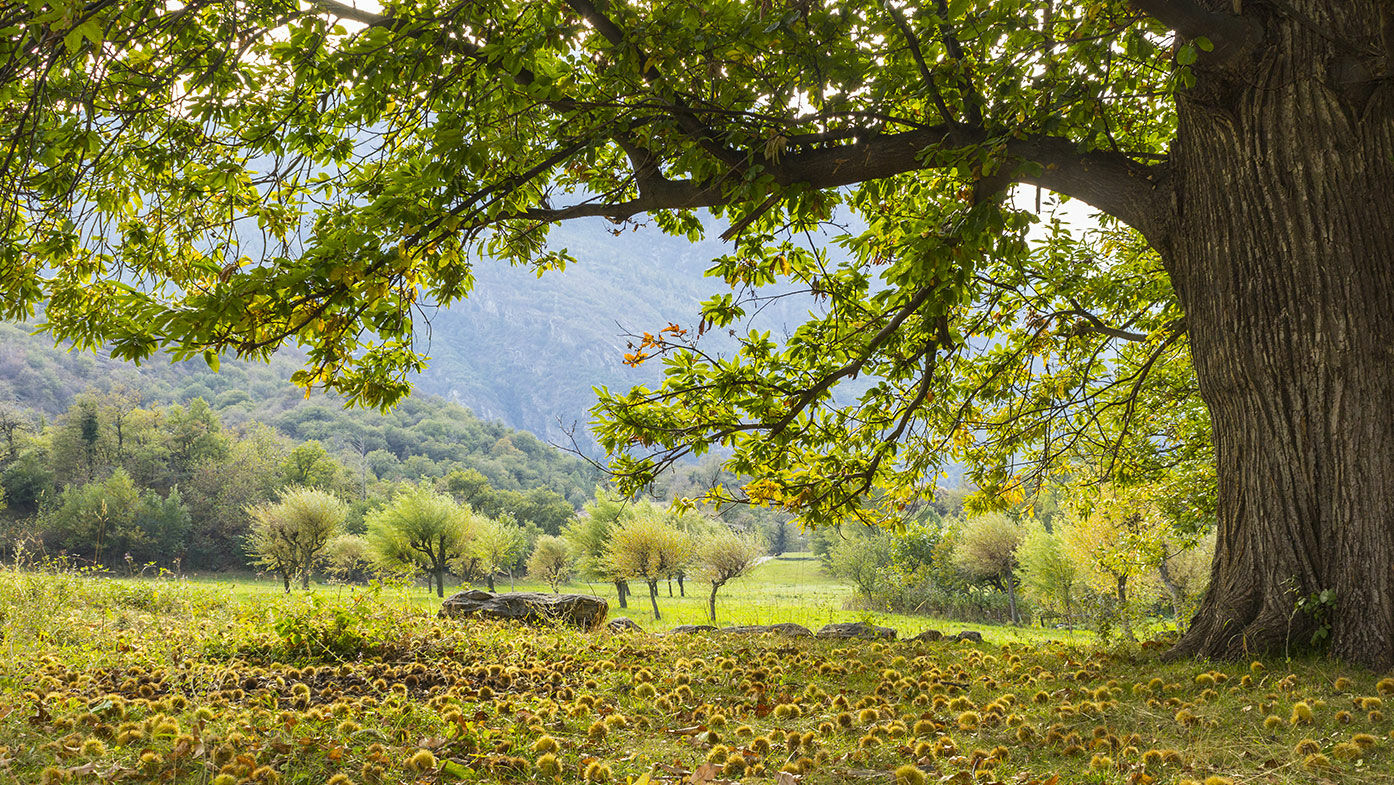 Baum des Jahres 2018