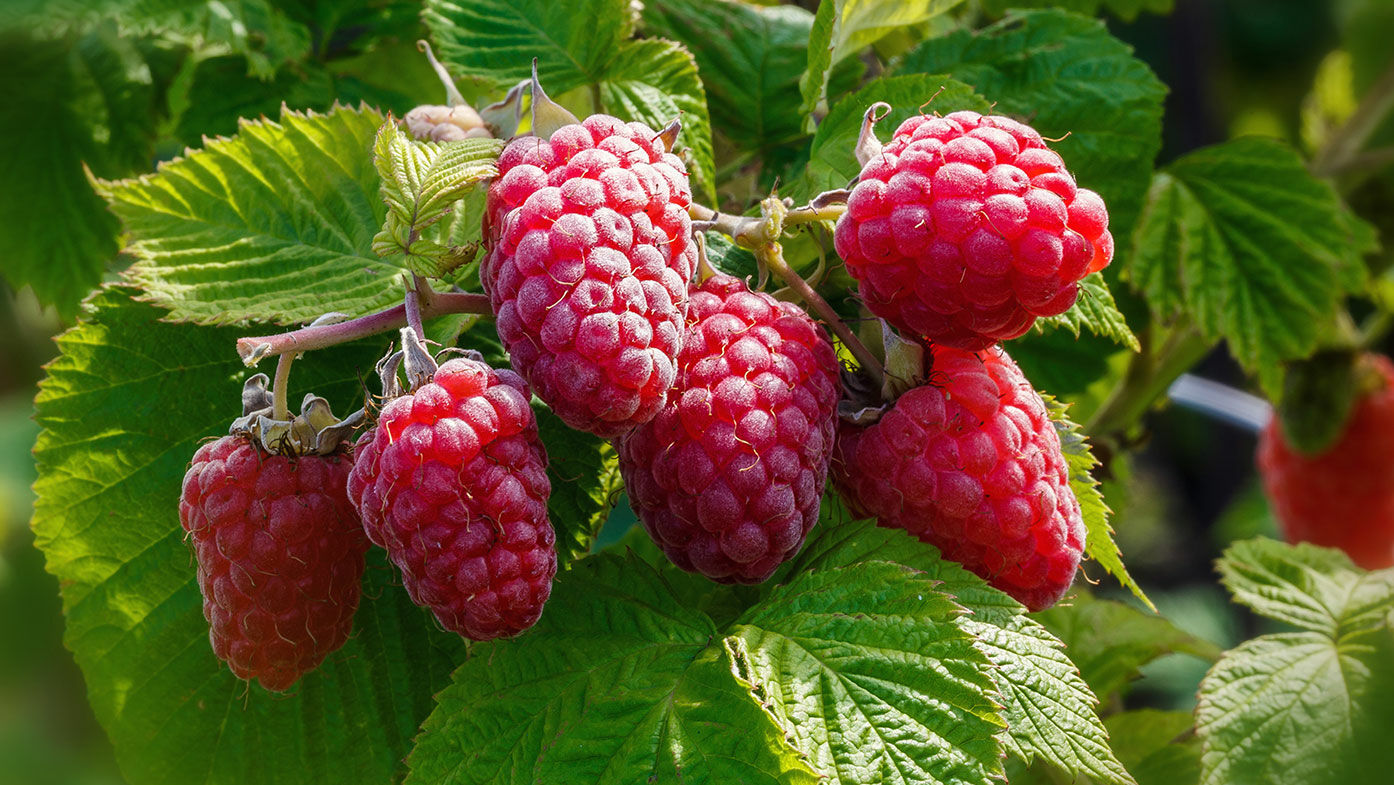 Leckere Sommerfrüchte aus dem eigenen Garten