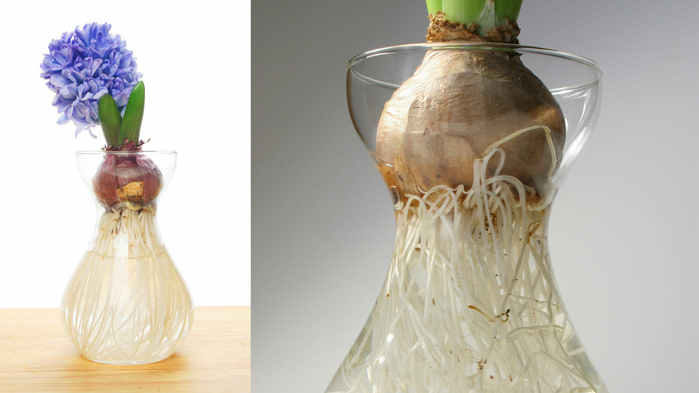 Hydrokultur von Blumenzwiebeln