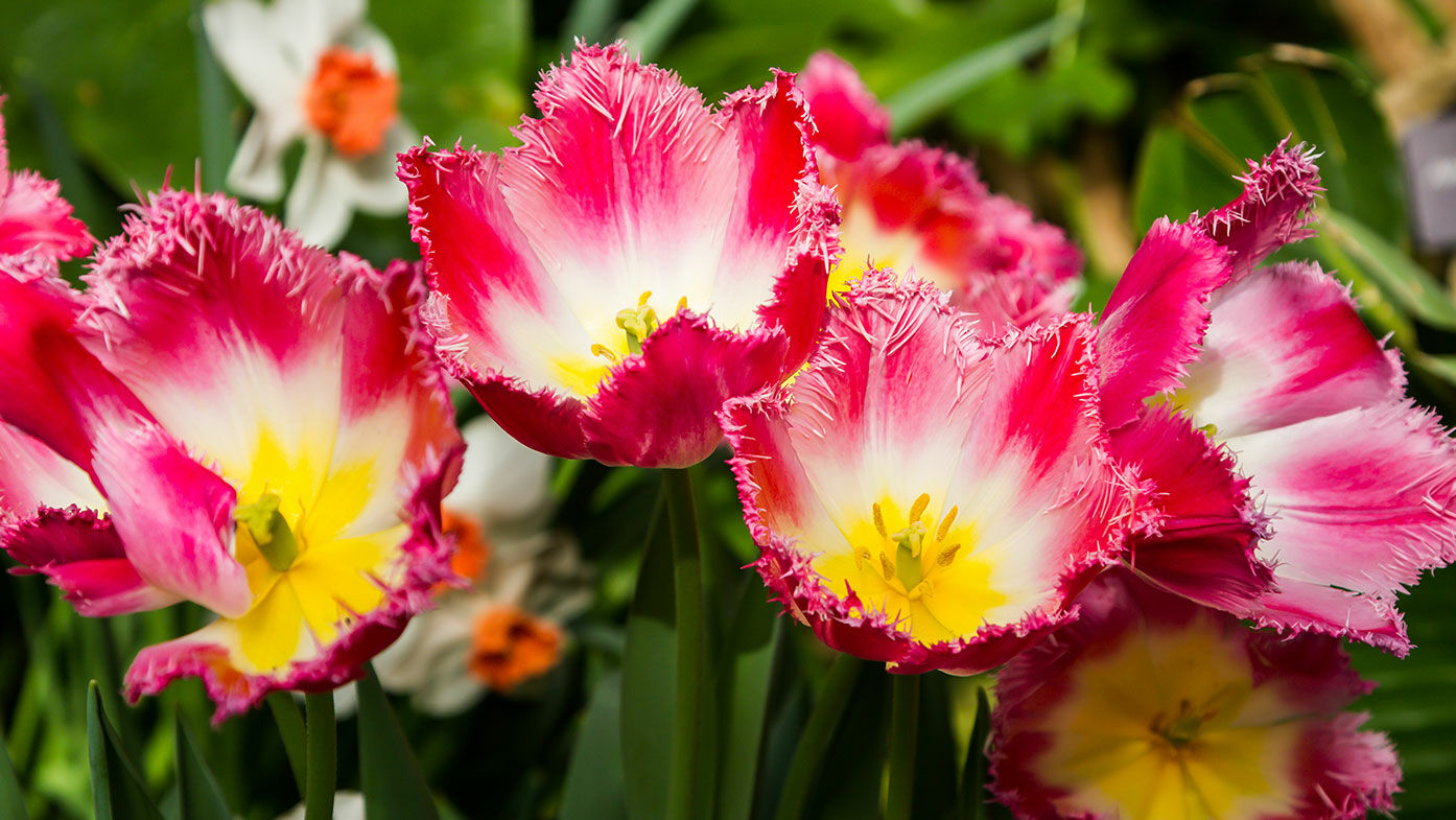 Zwiebelblumenvielfalt entdecken