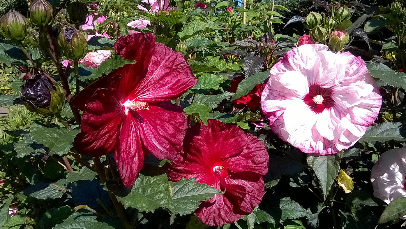 Gartenträume Experte stellt sich vor: Gärtnerei Bartels