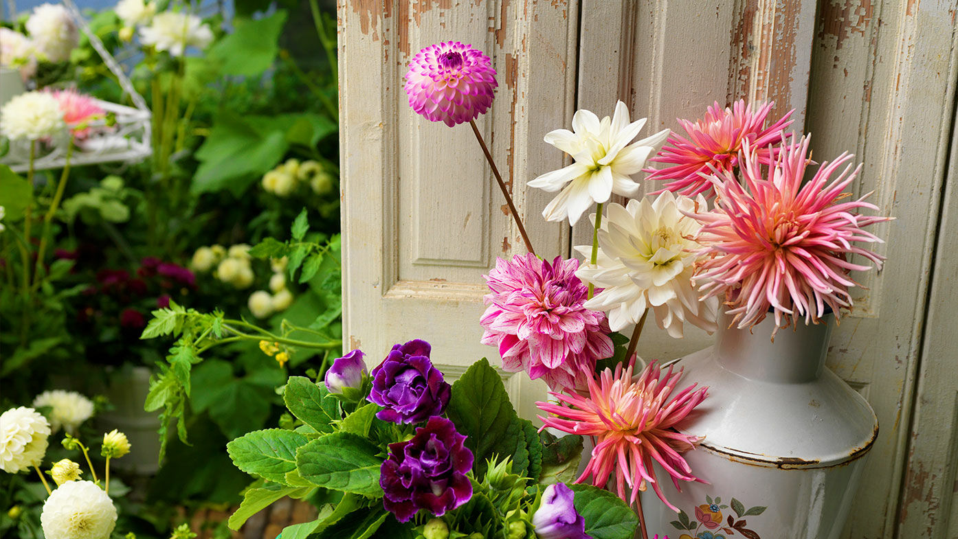 Der Garten im August – Blütenglück und späte Aussaaten 