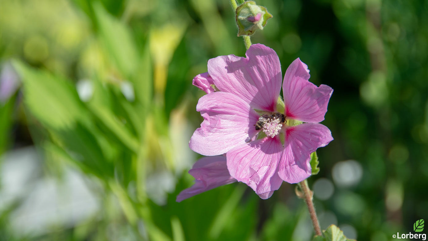 Eine Ecke mit Nährgehölzen für den Garten freut Insekten und pflegt Pflanzen 