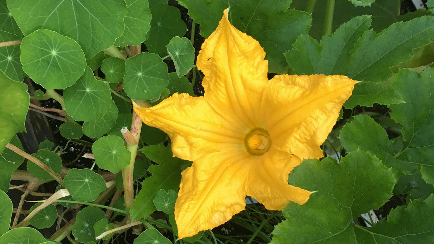 Hochgenuss: Kletterzucchini im Genialen Gemüsegarten