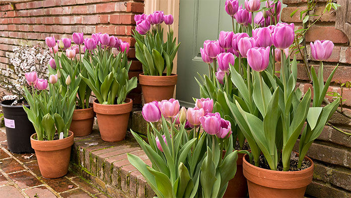 Inspirierend - Blumenzwiebeln und die Pflanzentrends 2019