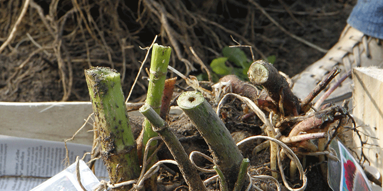 Tipps für den Ziergarten im November