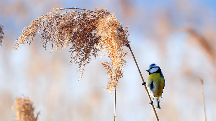 Ein vogelfreundlicher Garten