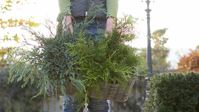 Jetzt ist Pflanzzeit für Immergrüne 