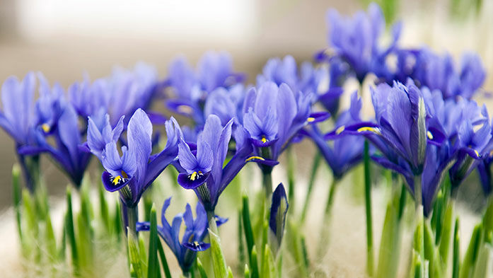 Blütenduft für den Vorgarten