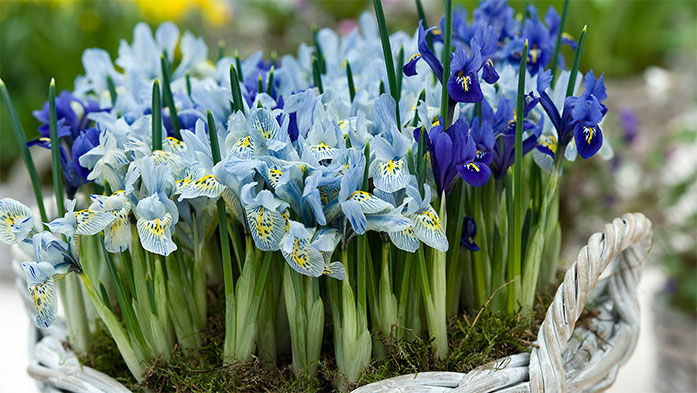 Pflanzentipps für Haus und Garten im März 