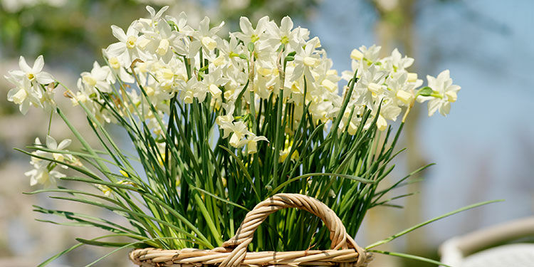 Jetzt die Vielfalt der Zwiebelblumen entdecken
