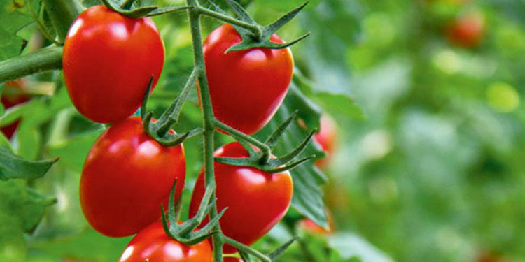 Jetzt Tomaten aussäen 
