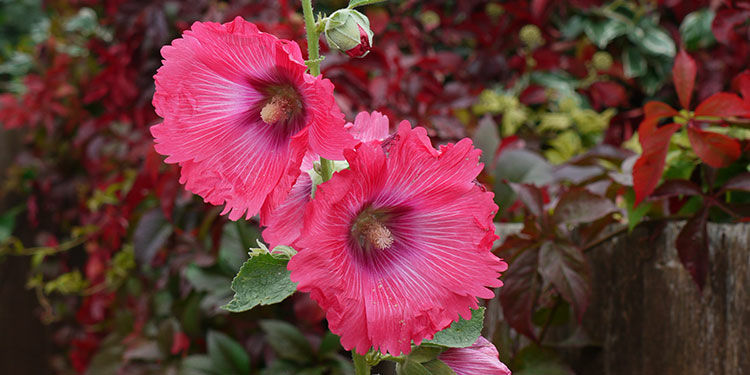 Zweijährige Pflanzenarten aussäen