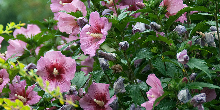 Hibiskus – exotisches Flair im Spätsommergarten 