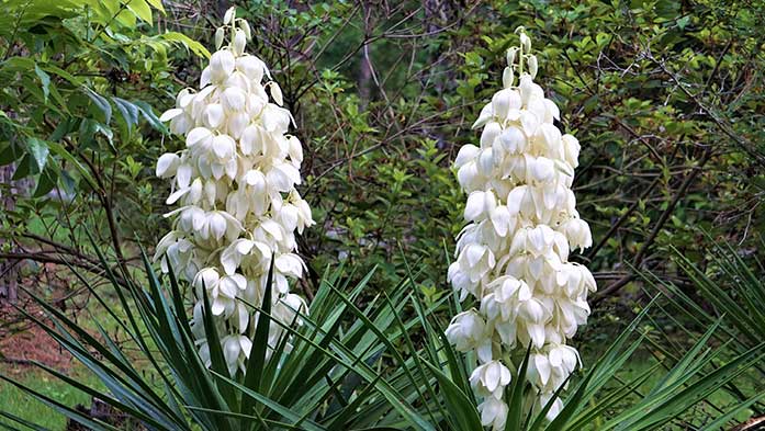 Die Pflanzen des Monats September 2018