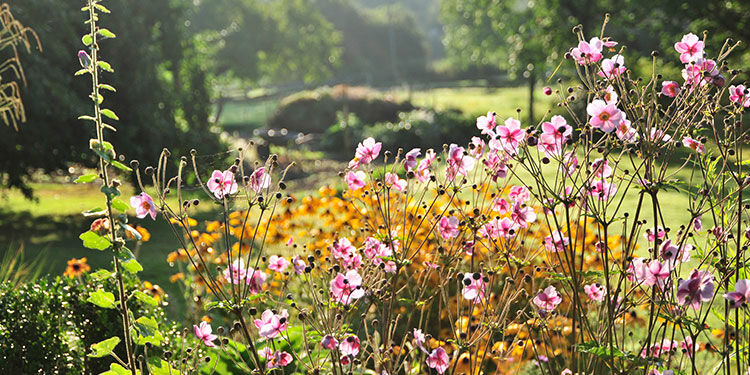 Blütenpracht im Halbschatten: zauberhafte Herbst-Anemonen