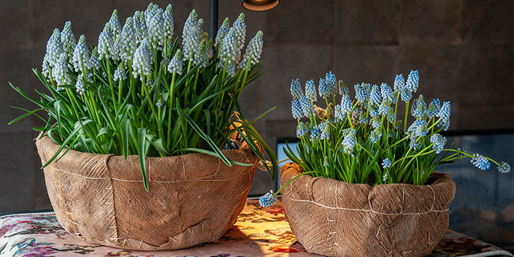 Die Blumenzwiebel des Jahres – die Traubenhyazinthe