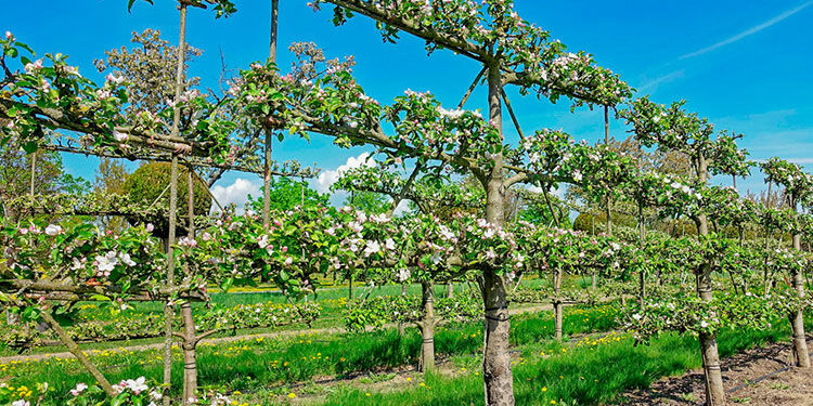 Obstbäume für Familien