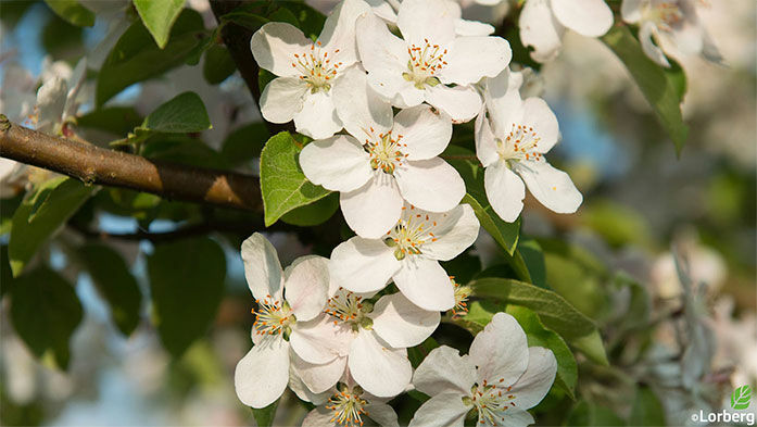 Obstbaumschnitt nach dem Frost