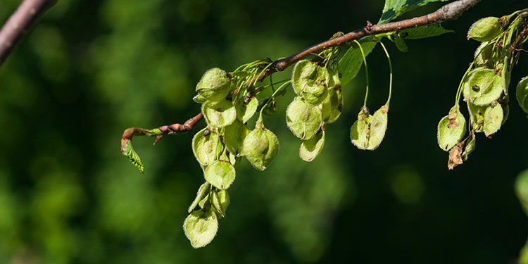 Baum des Jahres 2019 – die Flatterulme