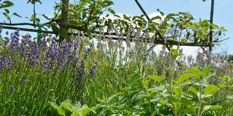 Krankheiten und Schädlinge im Obstgarten