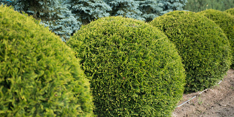 Gartengestaltung mit Formgehölzen in Kugelform