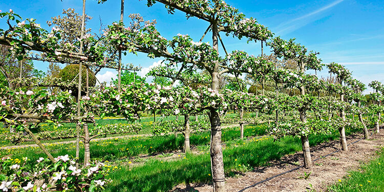Der Nutzgarten im Juni