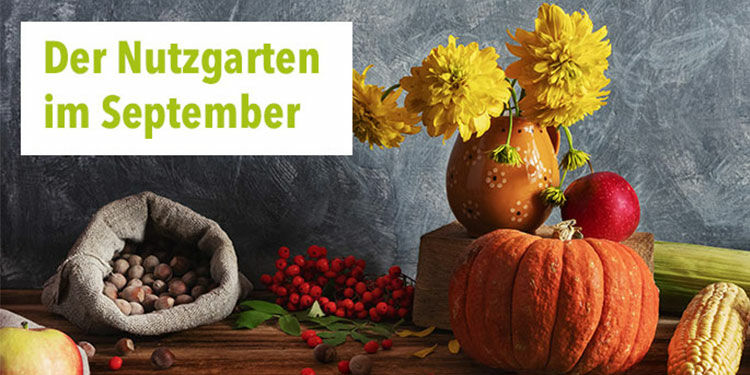 Der Nutzgarten im September