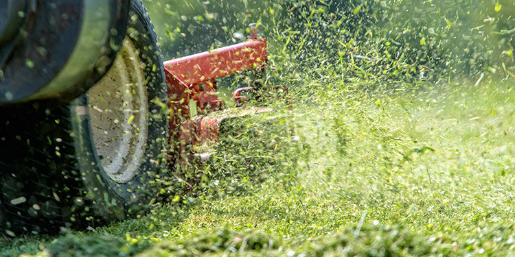 Wie pflege ich meinen Rasen richtig? Das 1x1 der Rasenpflege.
