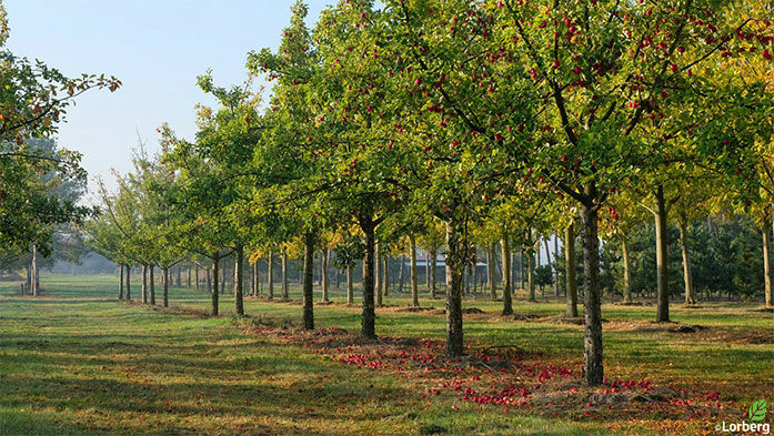 Wie pflanze ich einen Obstbaum?