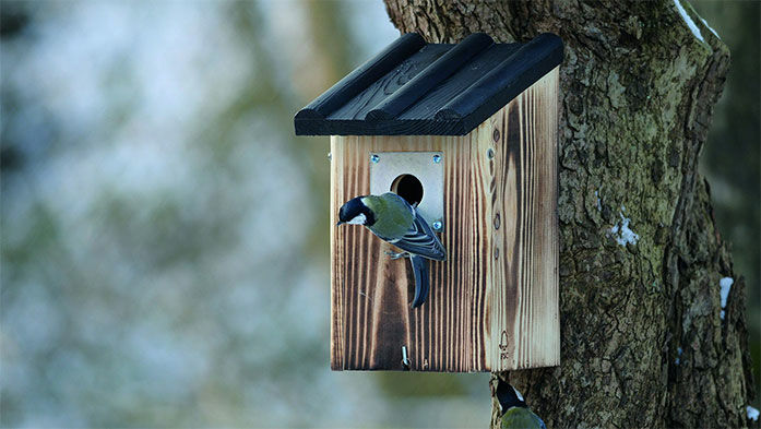 Den richtigen Nistkasten auswählen und aufhängen