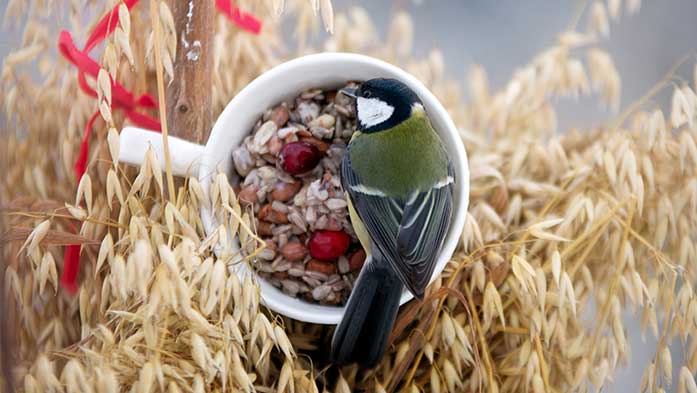 Vogelfutter selbst mischen
