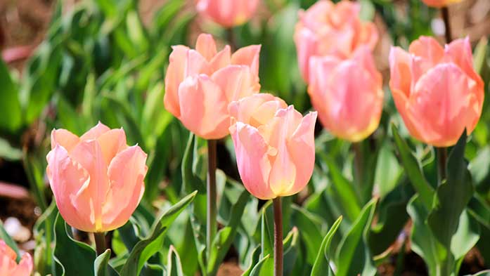 Wann blühen welche Blumenzwiebeln?