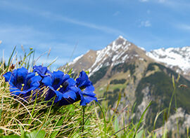 Pflanze des Monats August 2017