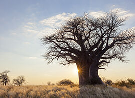 Quiz für echte Baumexperten!
