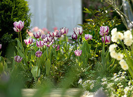 Tipps rund um den Ziergarten im Mai