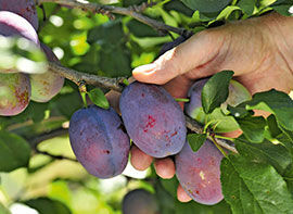 Tipps für eine gute Ernte - Manche Obstgehölze brauchen einen Partner