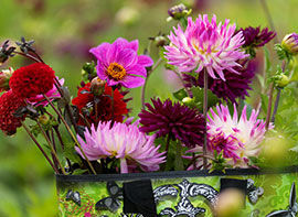 Der Garten im August