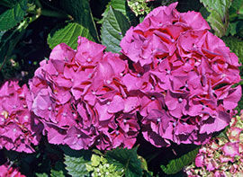 Der Ziergarten im September