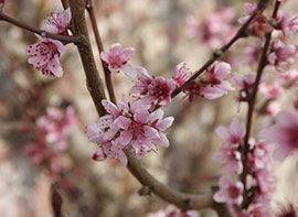 Saftige Pfirsiche aus dem eigenen Garten