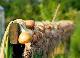 Pflanzzeit für Gemüsezwiebeln und Knoblauch